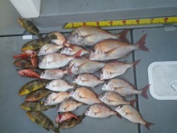 sea boss　シーボス 釣果