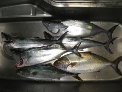 sea boss　シーボス 釣果