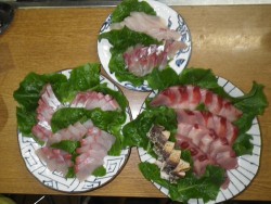 sea boss　シーボス 釣果