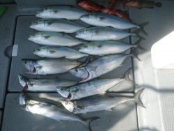 sea boss　シーボス 釣果