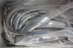 松本釣船２ 釣果