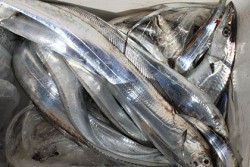 松本釣船２ 釣果