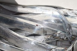 松本釣船２ 釣果