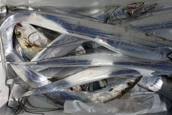 松本釣船２ 釣果