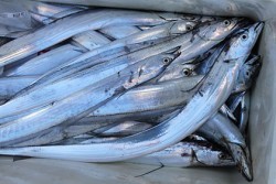 松本釣船２ 釣果