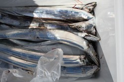 松本釣船２ 釣果