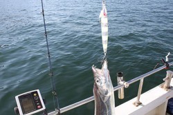 松本釣船２ 釣果