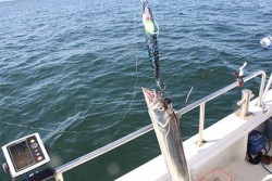 松本釣船２ 釣果