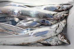 松本釣船２ 釣果