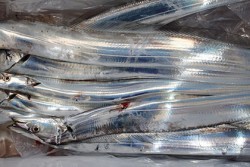 松本釣船２ 釣果