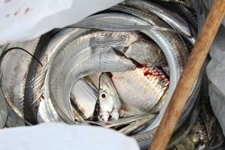 松本釣船２ 釣果