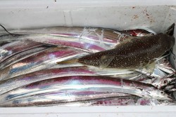 松本釣船２ 釣果