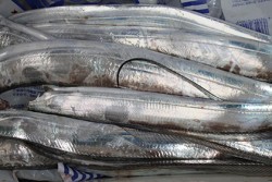 松本釣船２ 釣果