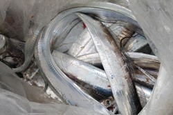 松本釣船２ 釣果