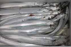 松本釣船２ 釣果