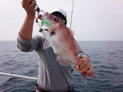 MATSUSHIMA SEANET 釣果