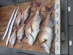 ゲームフィッシング バレントン 釣果