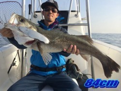 オーシャンマスター 釣果