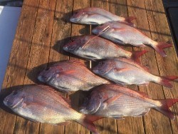 ゲームフィッシング バレントン 釣果