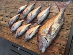 ゲームフィッシング バレントン 釣果