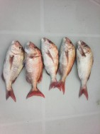 MATSUSHIMA SEANET 釣果