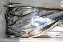 松本釣船２ 釣果