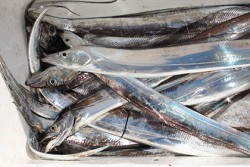 松本釣船２ 釣果