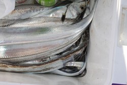 松本釣船２ 釣果