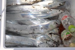 松本釣船２ 釣果