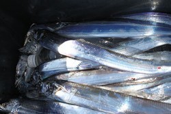 松本釣船２ 釣果