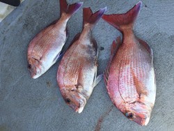 ゲームフィッシング バレントン 釣果