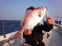 MATSUSHIMA SEANET 釣果