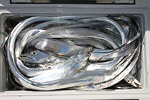 松本釣船２ 釣果