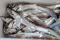 松本釣船２ 釣果