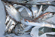 松本釣船２ 釣果