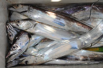 松本釣船２ 釣果