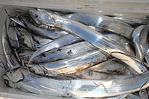 松本釣船２ 釣果