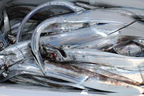 松本釣船２ 釣果