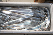 松本釣船２ 釣果