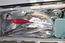 松本釣船２ 釣果