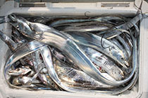 松本釣船２ 釣果