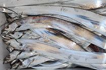 松本釣船２ 釣果