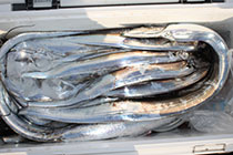 松本釣船２ 釣果