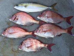 ゲームフィッシング バレントン 釣果