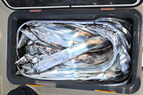 松本釣船２ 釣果