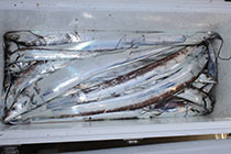 松本釣船２ 釣果