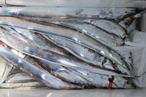 松本釣船２ 釣果