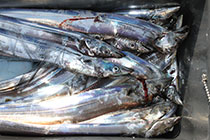 松本釣船２ 釣果