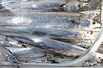 松本釣船２ 釣果