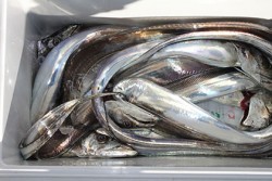 松本釣船２ 釣果